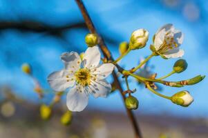 Frais printemps fleurs à le début de le année photo