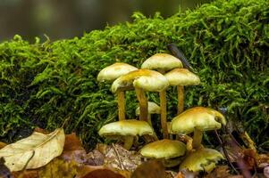 savoureux champignon dans multi coloré l'automne forêt photo