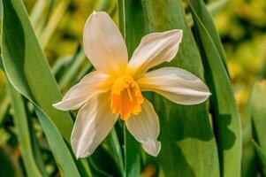 de bonne heure culotte bouffante dans le printemps jardin photo