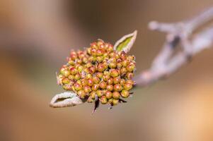 branche avec magnifique Frais fleurs photo