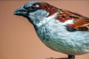 magnifique coloré oiseau est assis et regards photo