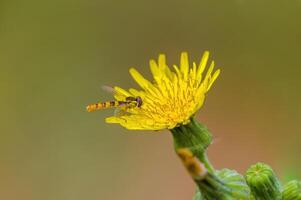 une petit guêpe insecte sur une plante dans le Prairie photo