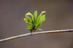 une Frais branche avec vert feuilles dans le forêt photo