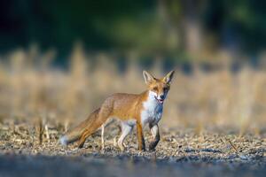 une rouge Renard chasse dans une Prairie photo