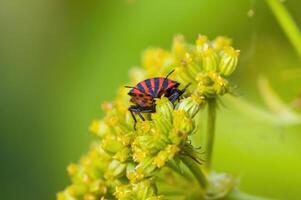 une petit scarabée insecte sur une plante dans le Prairie photo