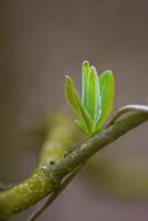 une Frais branche avec vert feuilles dans le forêt photo