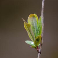 une Frais branche avec vert feuilles dans le forêt photo