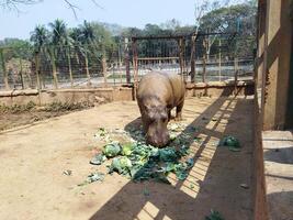 une groupe de hippopotames sont en mangeant à le zoo photo