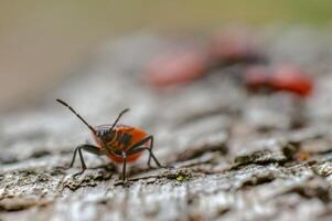 une petit scarabée insecte sur une plante dans le Prairie photo