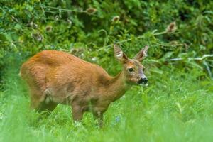 une Jeune femelle cerf sur une vert Prairie photo