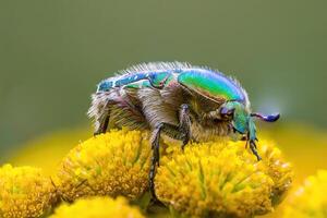 une petit scarabée insecte sur une plante dans le Prairie photo