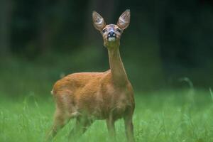 une Jeune femelle cerf sur une vert Prairie photo