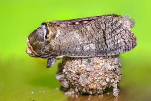 une petit papillon insecte sur une plante dans le Prairie photo