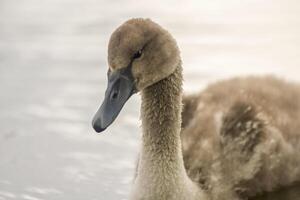 une Jeune cygne nage élégamment sur une étang photo