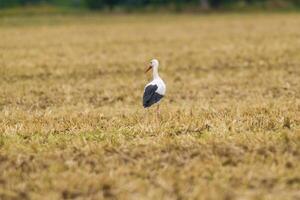 une génial Jeune oiseau sur ferme champ dans la nature photo