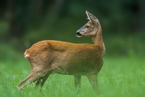 une Jeune femelle cerf sur une vert Prairie photo