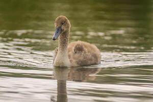 une Jeune cygne nage élégamment sur une étang photo