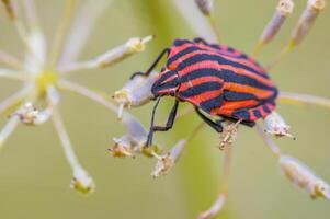 une petit scarabée insecte sur une plante dans le Prairie photo