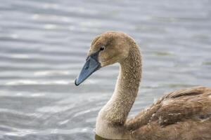 une Jeune cygne nage élégamment sur une étang photo