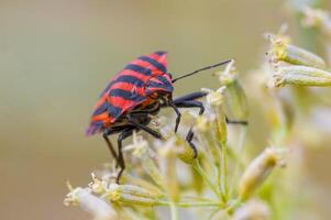 une petit scarabée insecte sur une plante dans le Prairie photo