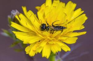 une petit guêpe insecte sur une plante dans le Prairie photo