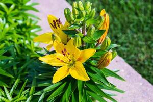 groupe de Jaune fleurs de lys milieu Matin dans le lis jardin photo