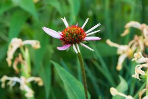 proche en haut de une échinacée fleur dans croissance dans le de face jardin photo