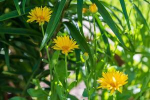 Trois catear fleurs croissance dans le coin de le jardin photo