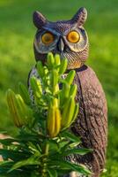 un hibou en gardant regarder plus de le fleurs de lys dans le jardin photo