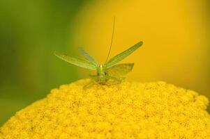 une petit sauterelle insecte sur une plante dans le Prairie photo