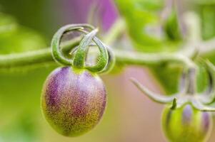 une Frais tomate fruit dans le jardin photo