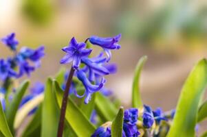 une doux fleur fleur dans une la nature jardin photo