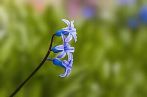 une doux fleur fleur dans une la nature jardin photo