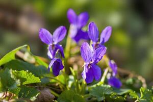 une doux fleur fleur dans une la nature jardin photo