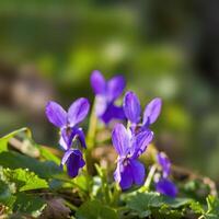 une doux fleur fleur dans une la nature jardin photo