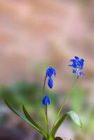 une doux fleur fleur dans une la nature jardin photo