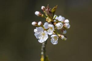 une doux fleur fleur dans une la nature jardin photo