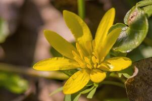 une doux fleur fleur dans une la nature jardin photo