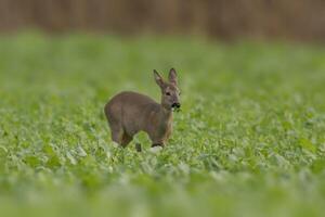 un magnifique biche biche permanent sur une vert champ dans printemps photo