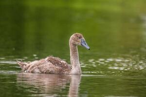 une Jeune cygne nage élégamment sur une étang photo