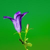 une doux fleur fleur dans une la nature jardin photo