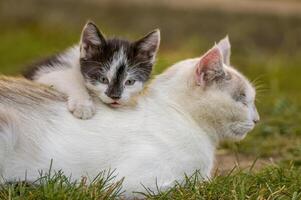 espiègle Jeune chaton est en jouant avec sa mère photo