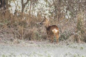 un adulte chevreuil cerf biche des stands sur une congelé champ dans hiver photo