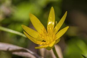 une doux fleur fleur dans une la nature jardin photo