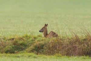 un magnifique cerf biche permanent sur une Prairie dans printemps photo