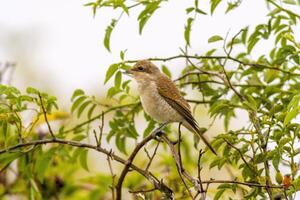 une peu Jeune oiseau sur une branche dans la nature photo