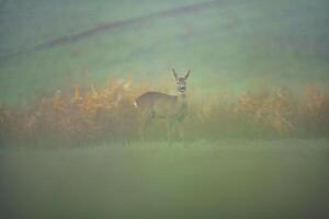 un Jeune chevreuil cache dans une Prairie dans été photo