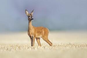 un magnifique chevreuil cerf biche des stands sur une récolté champ dans été photo