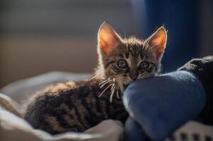 Jeune mignonne chaton en jouant avec le sien Humain photo