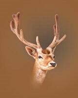 un portrait de une jolie jachère cerf mâle photo